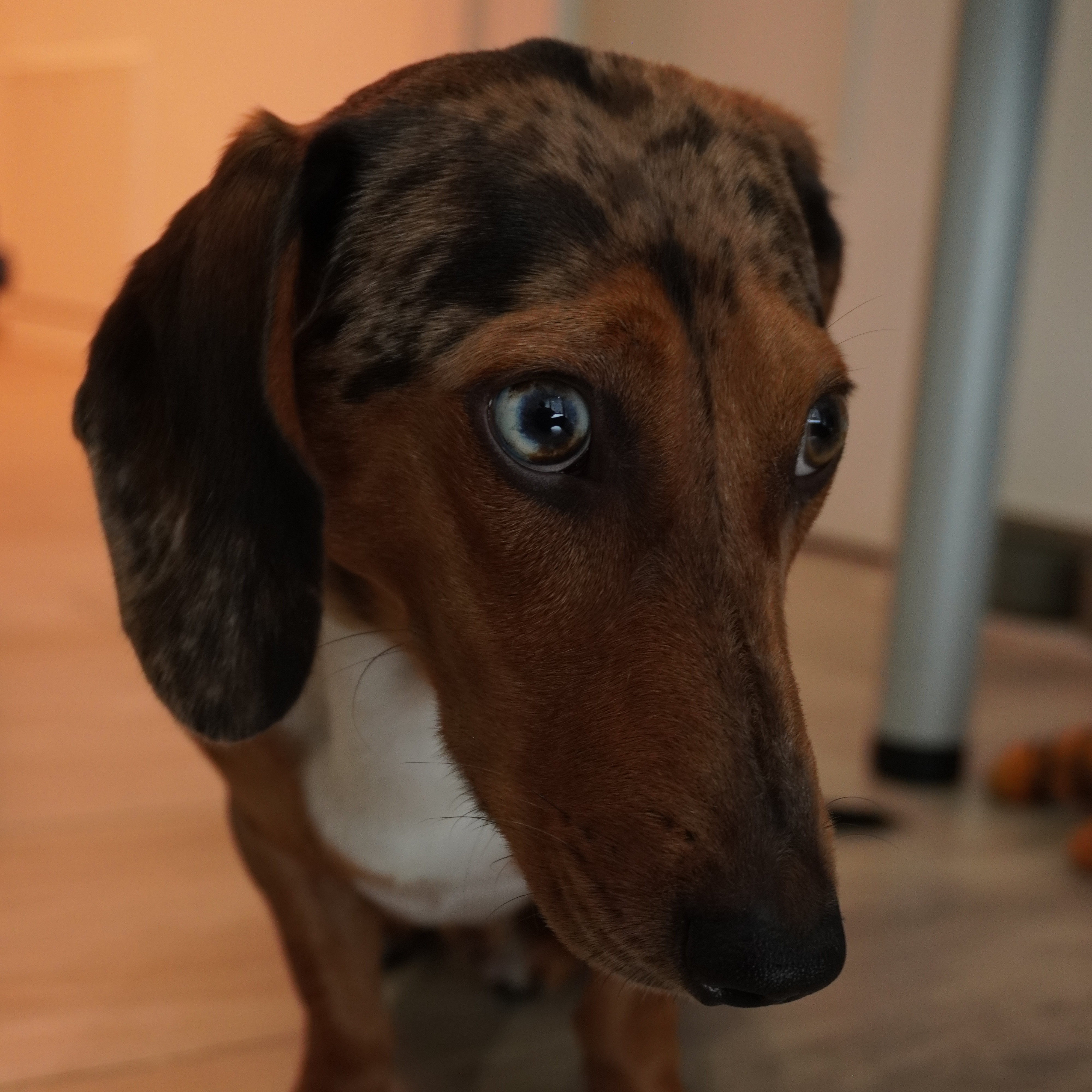 Tyson zuhause – neugierig wie ein Rap-Star backstage