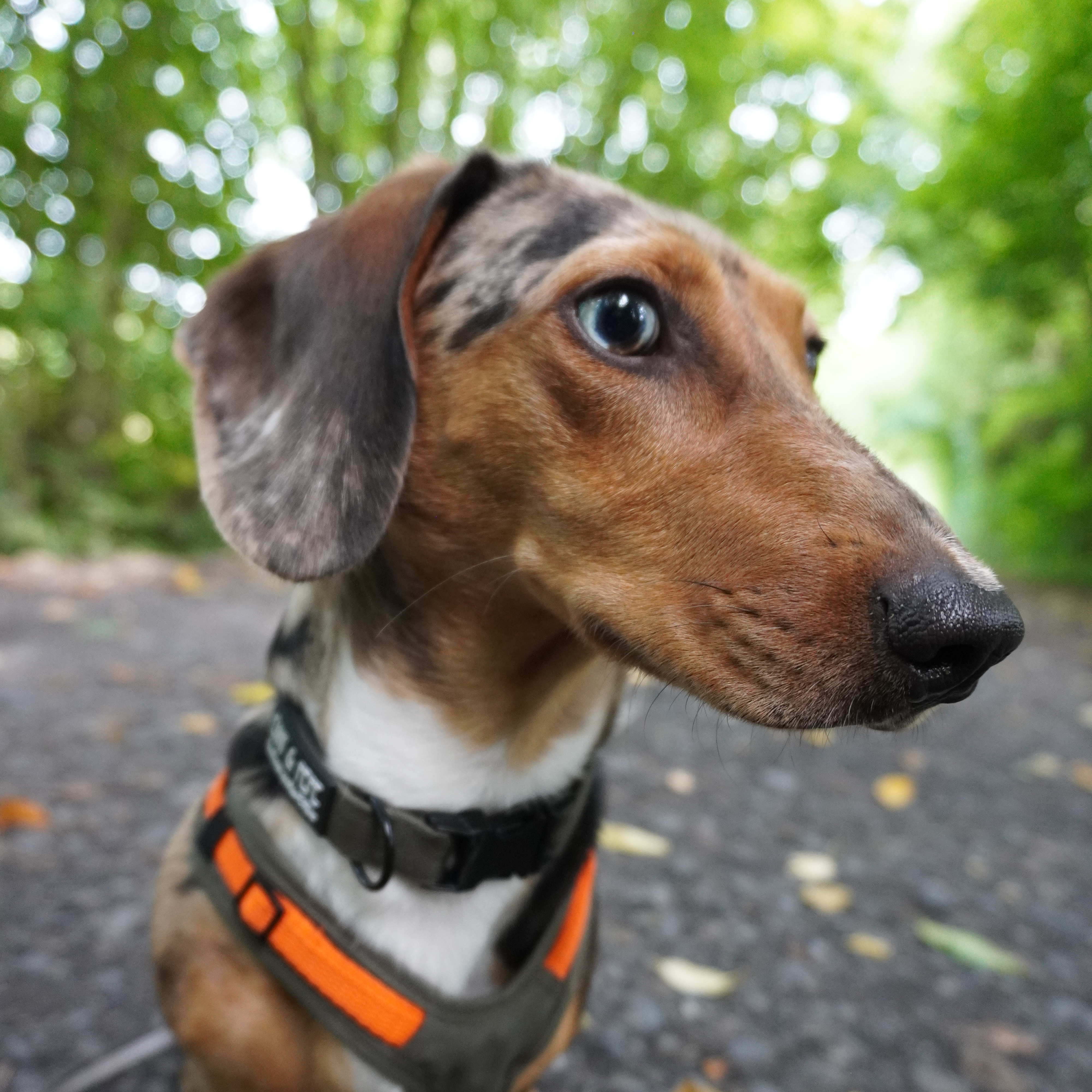 Tyson mit Geschirr im Wald – Inspiration für neue Rap-Lines