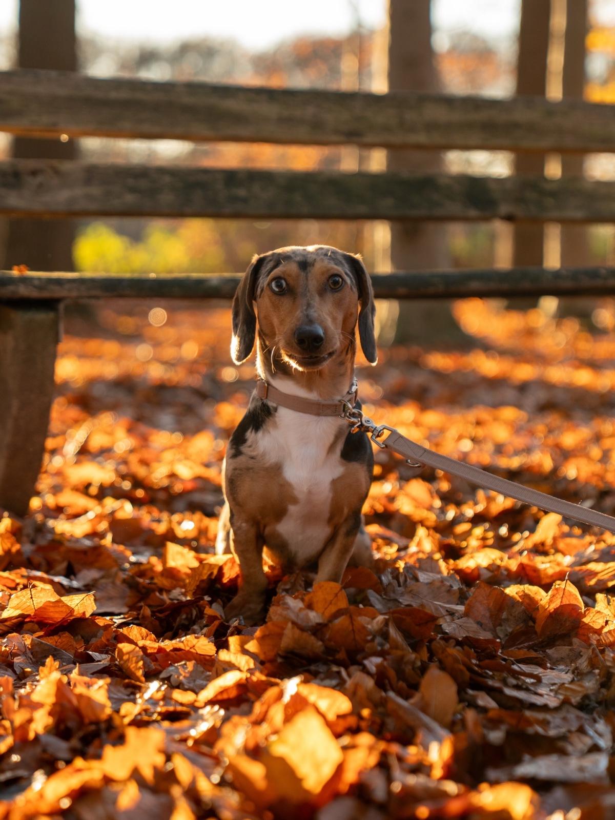 Tyson im Herbstlaub