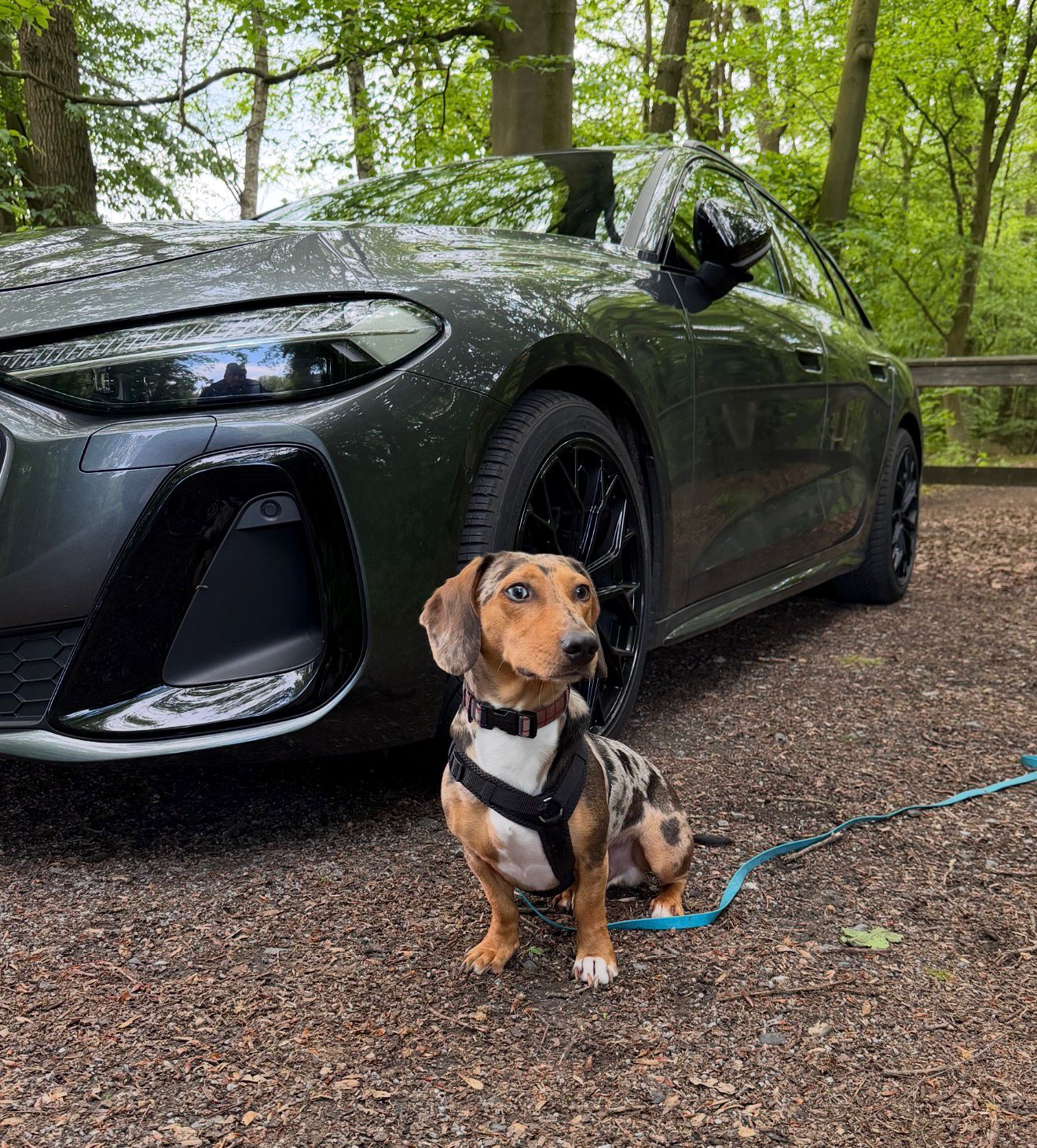 Tyson vor einem Audi